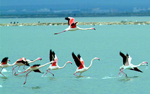 Margherita di Savoia salt flats
<br>The kingdom of birdlife