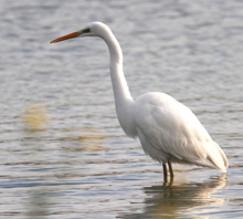 L’airone bianco maggiore