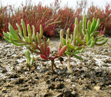 Bassia hirsuta