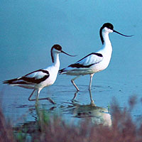 L’avocetta