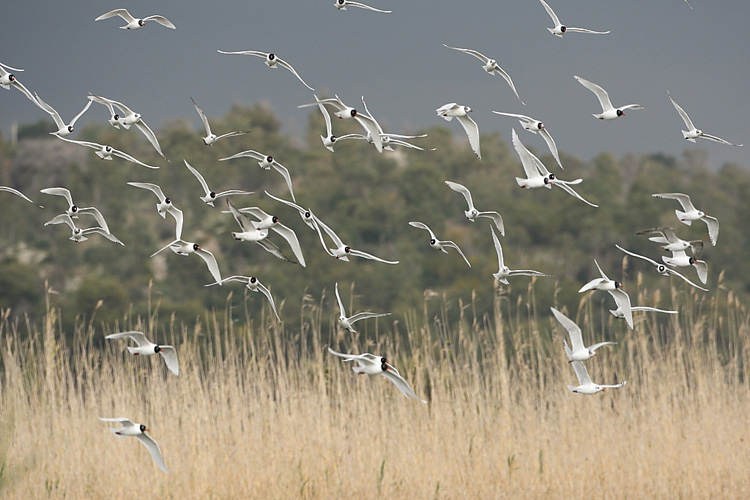 Parco naturale Litorale di Ugento
<br>Il paradiso salentino degli uccelli migratori